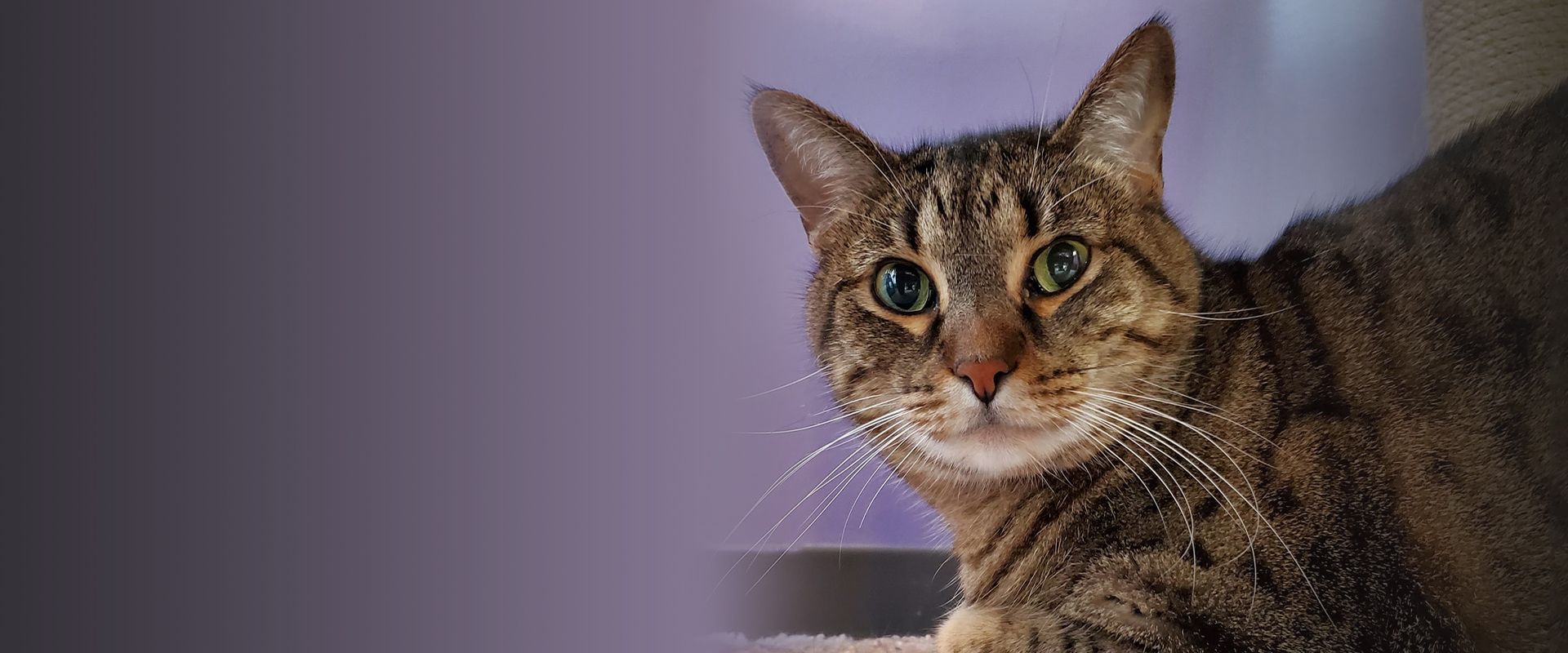 adorable striped cat looking at the camera at the posh paw resort cat boarding