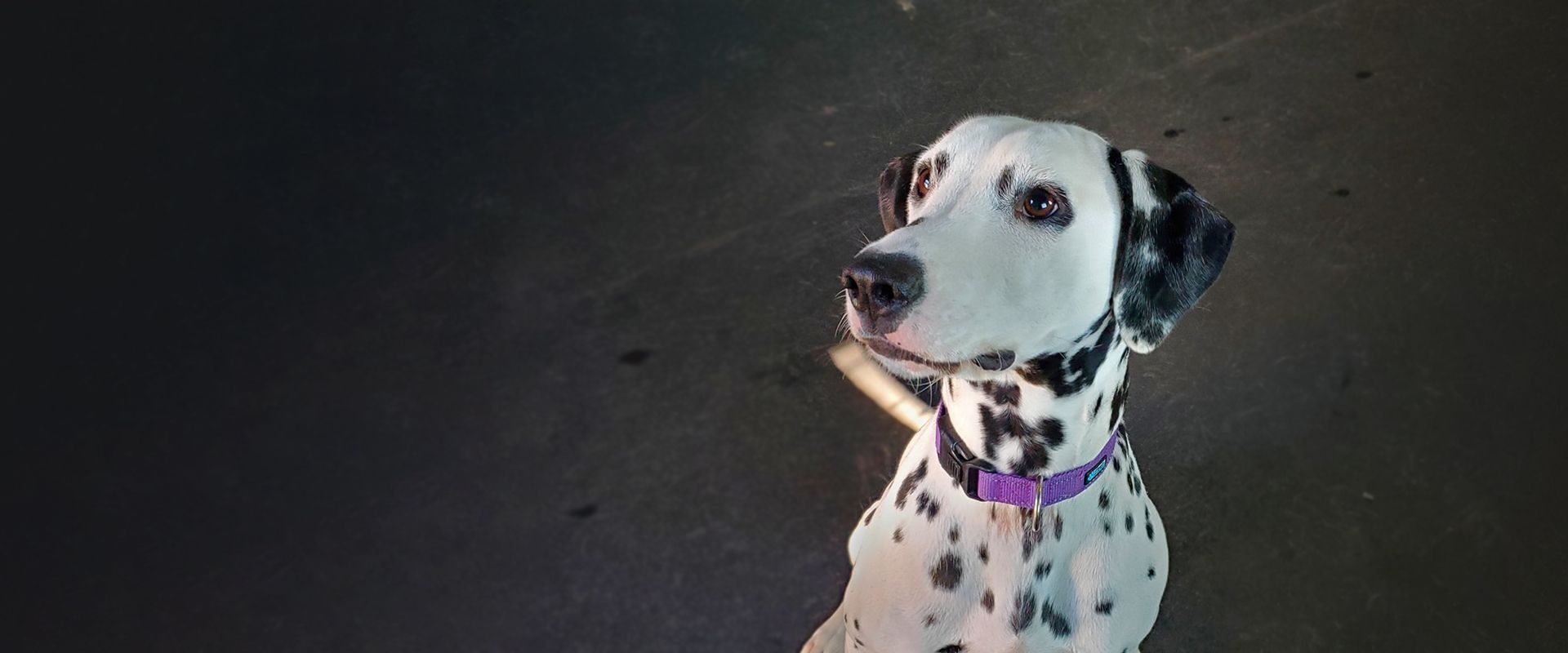 black and white dog at the posh paw resort daycare
