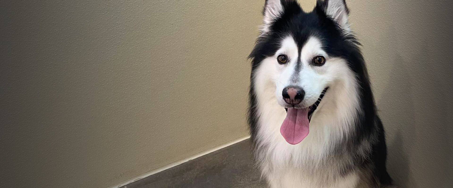 happy husky dog at posh paw resort