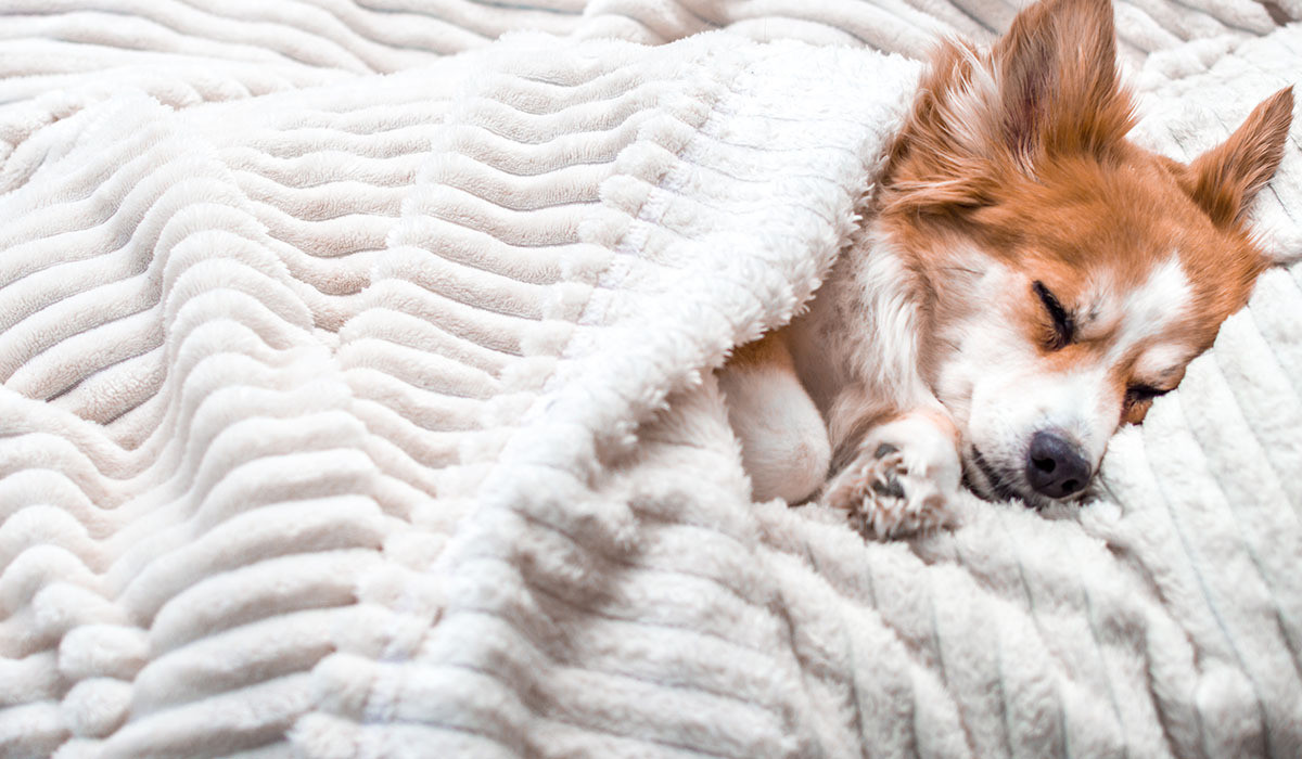 cute-dog-sleeping