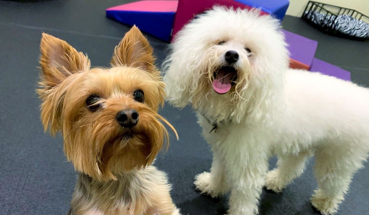 dog-playing-at-the-posh-paw-resort