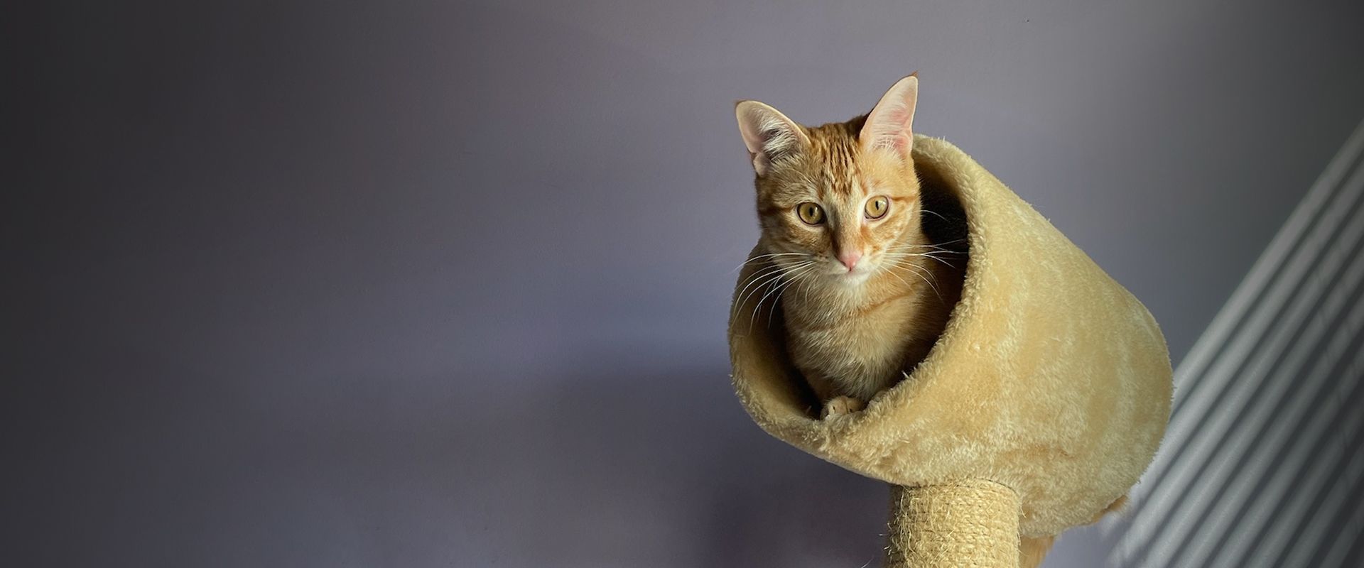 adorable orange cat at the posh paw resort cat boarding