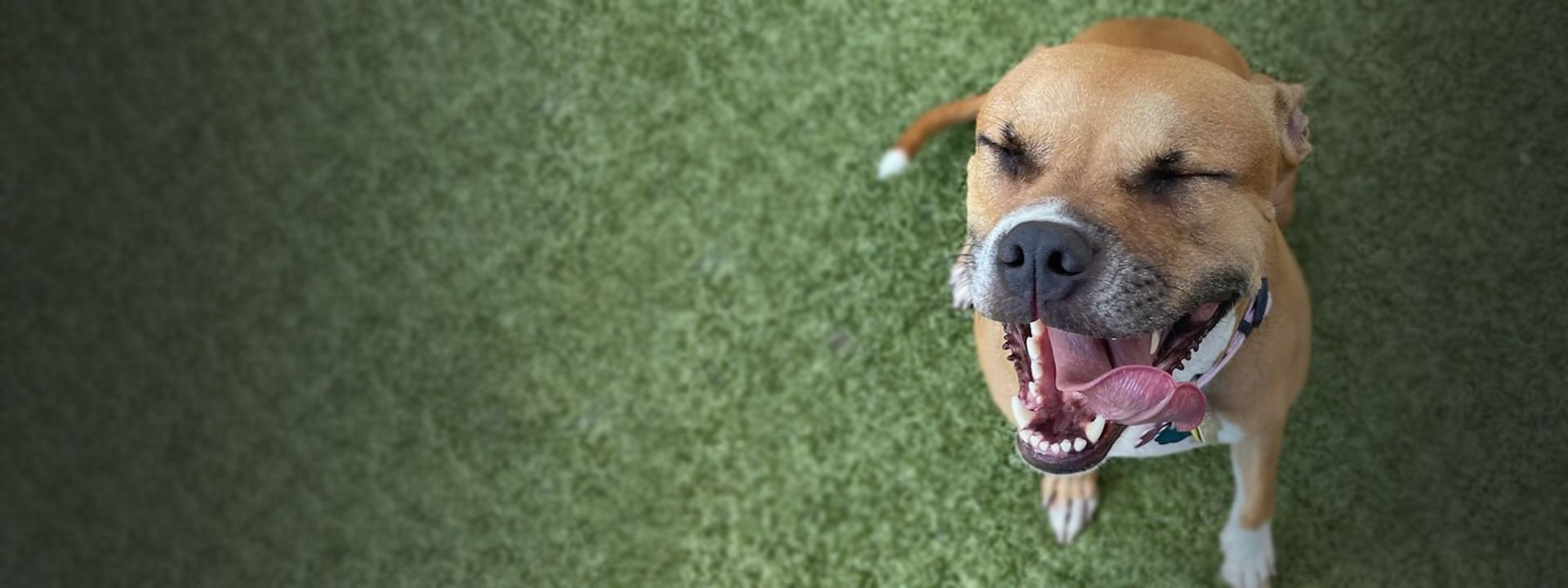 happy large dog at the posh paw resort daycare