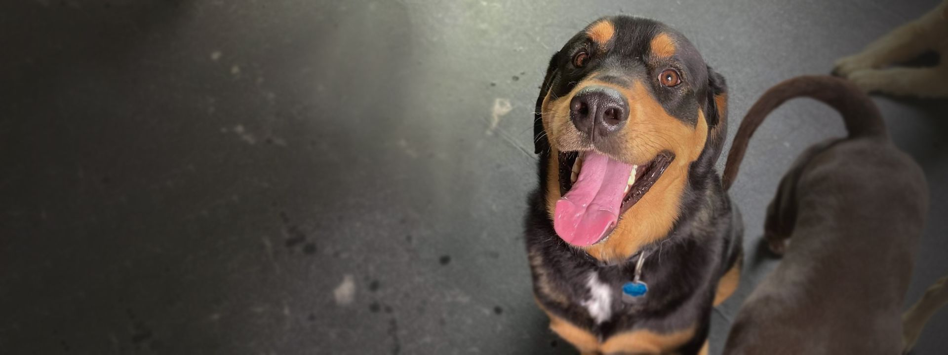 large happy dog at posh paw resort