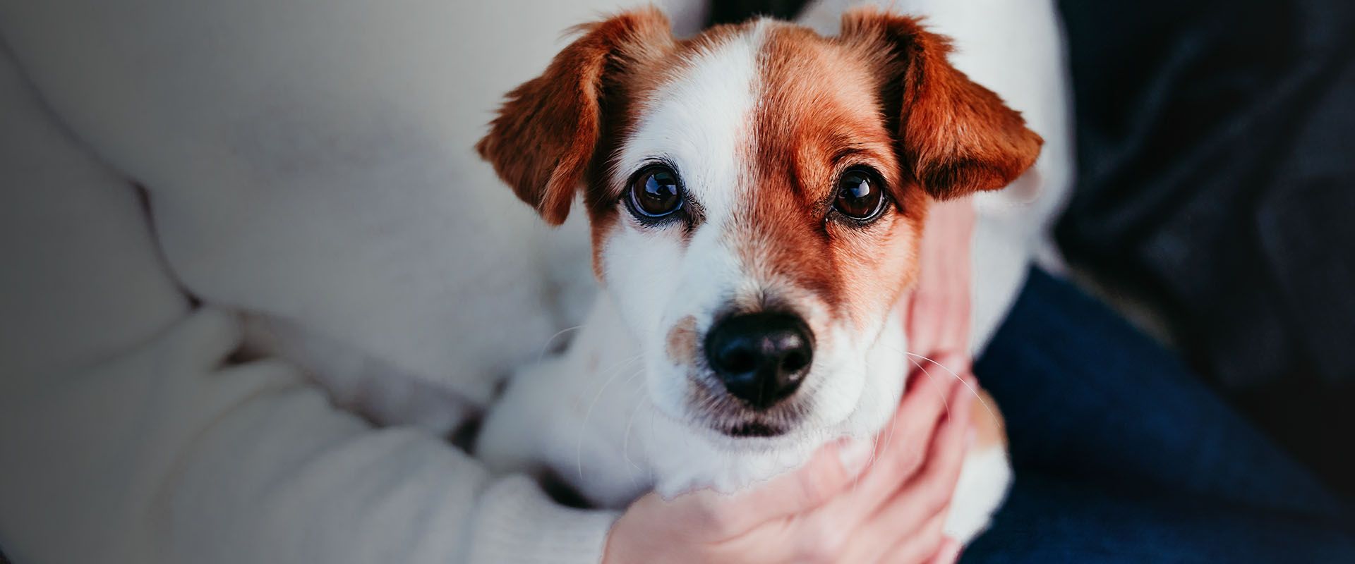 Woman hugging a dog
