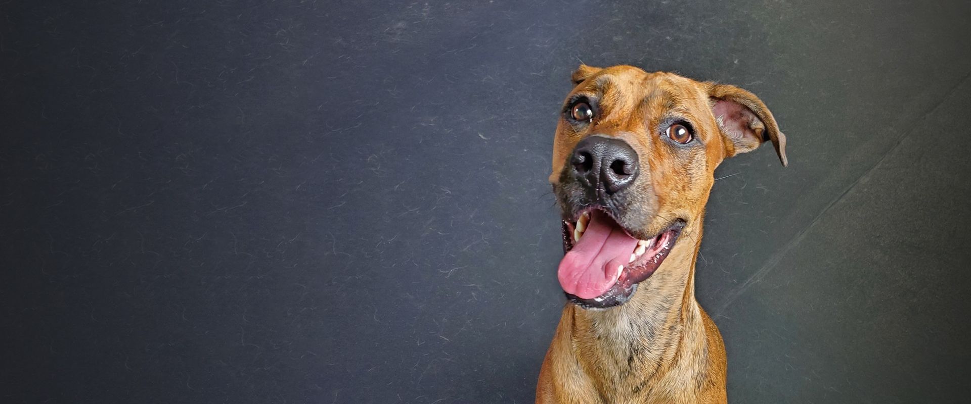 boxer mix dog looking at the camera