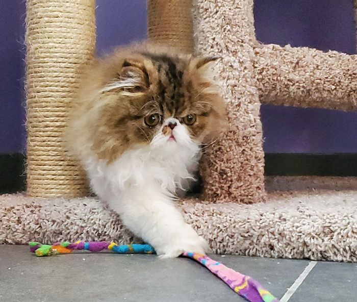 furry cat playing with a toy at the posh paw resort boarding