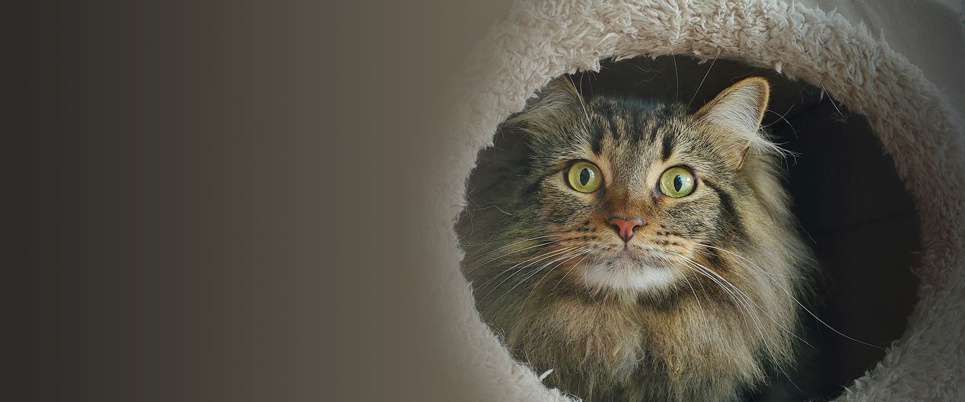 surprised furry cat on a cat scratcher at the posh paw resort cat boarding