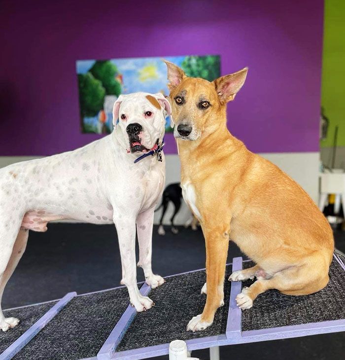 two dogs at the posh paw resort