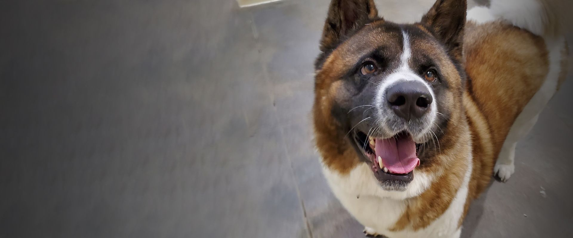 large smiling dog close up