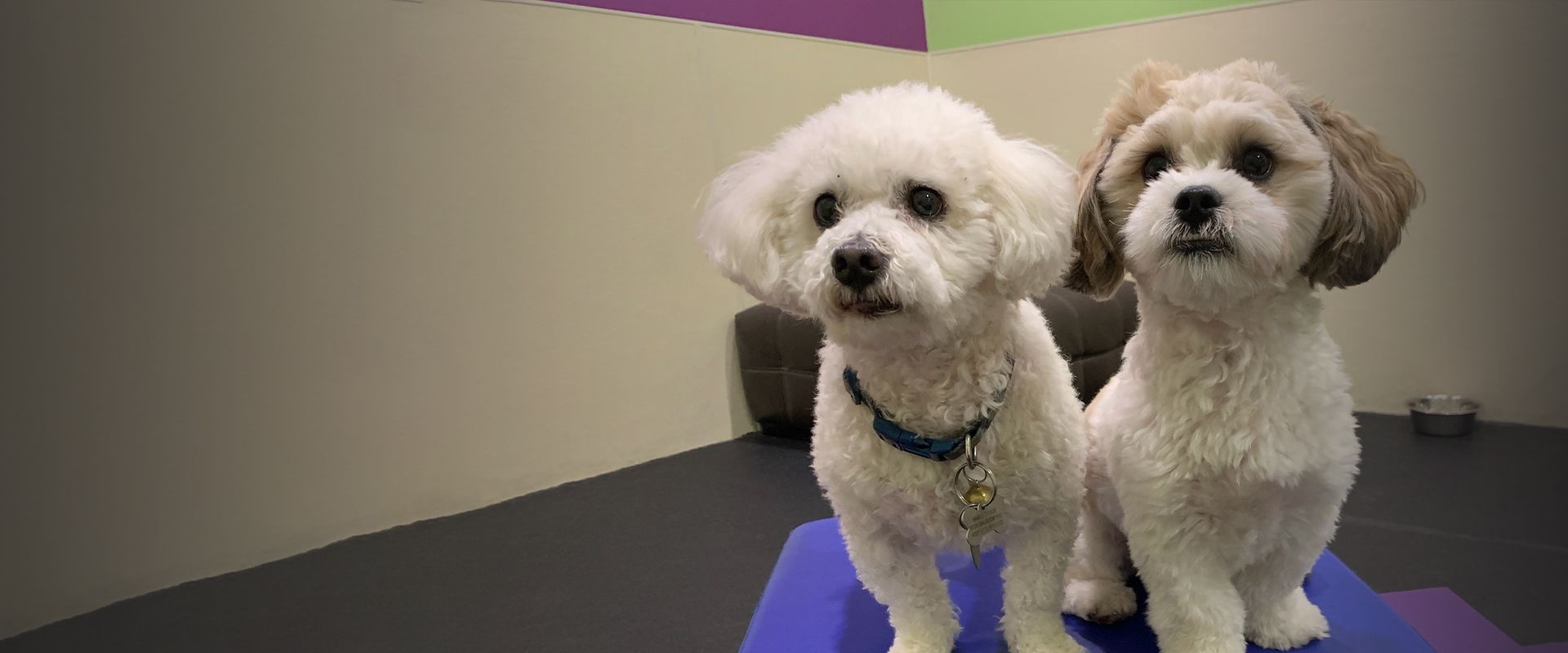 two furry dogs at the posh paw resort