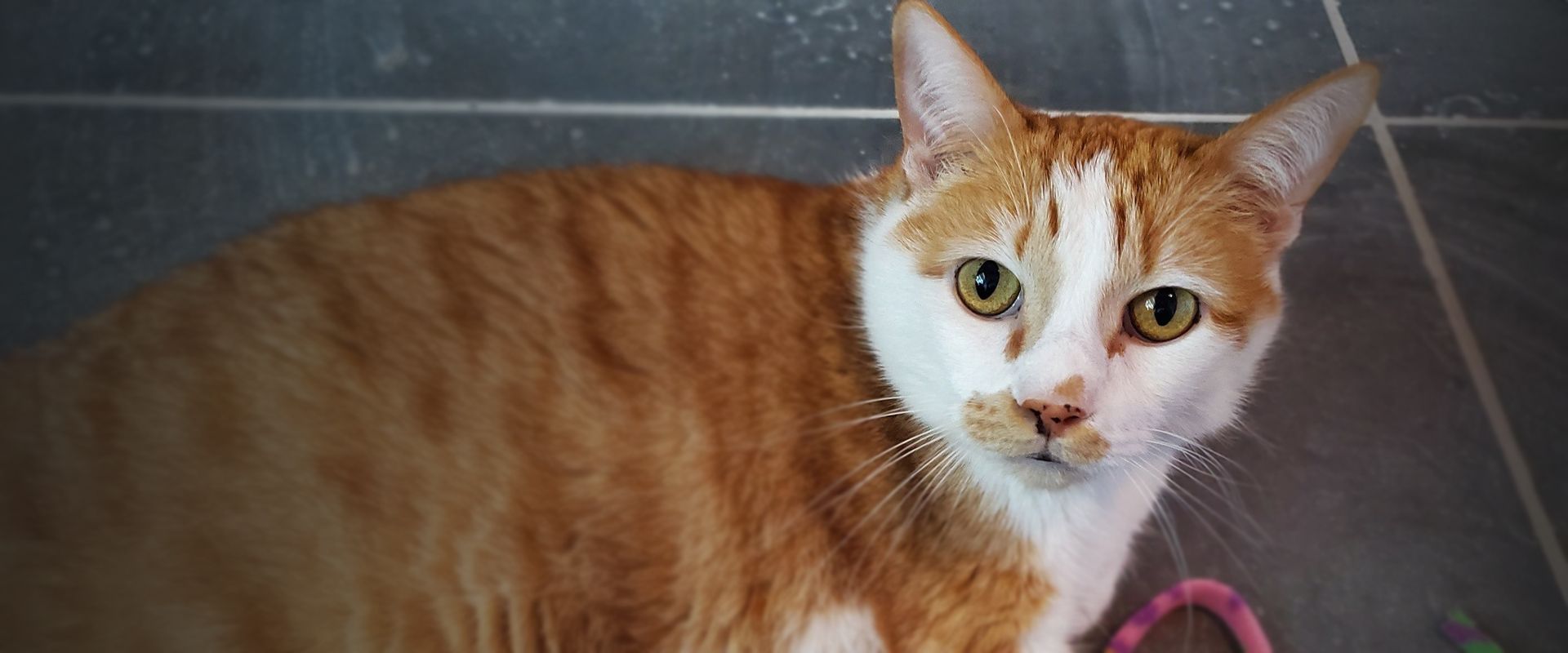 orange and white cat lying on the floor at the posh paw resort cat boarding